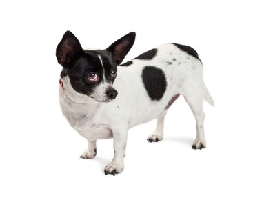 Sevimli küçük doğurmak köpek