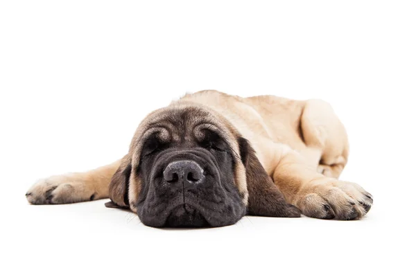 Cãozinho da raça Mastim sonolento — Fotografia de Stock