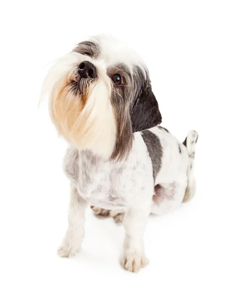 Lhasa apso rashond — Stockfoto