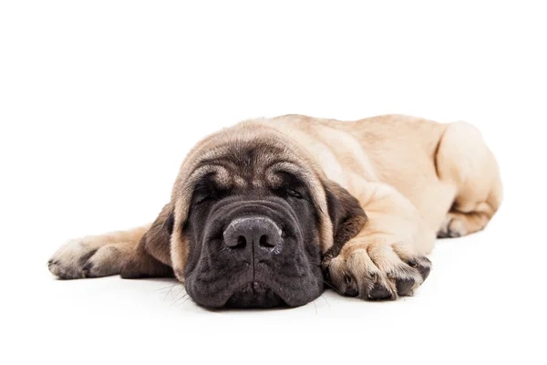 Cãozinho de raça Mastim adorável — Fotografia de Stock