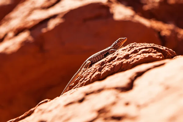 Lizard on Red Rocks in Desert — Stock Photo, Image