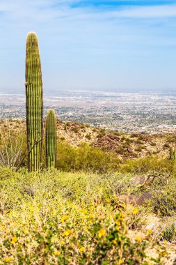 Phoenix Arizona Çölü