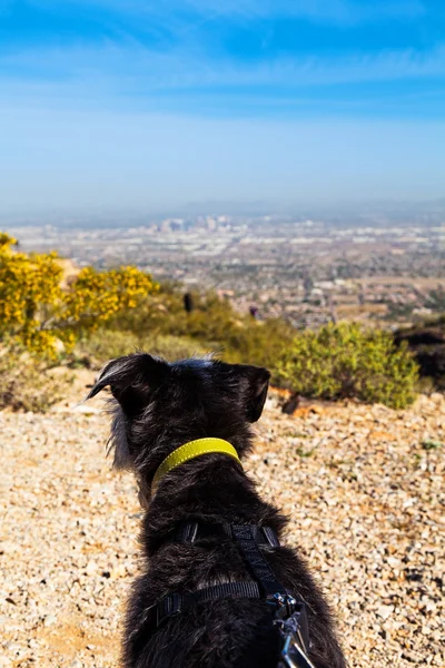 Dog Looking out Into Skyline — стоковое фото