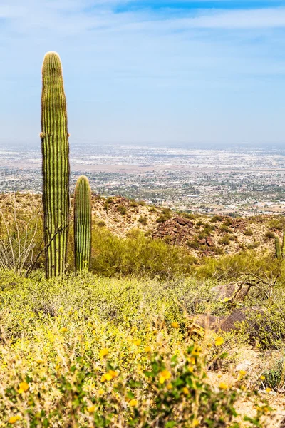 Deserto de Phoenix Arizona — Fotografia de Stock