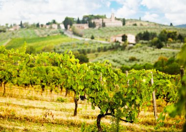 Satır Tuscany İtalya üzüm üzüm