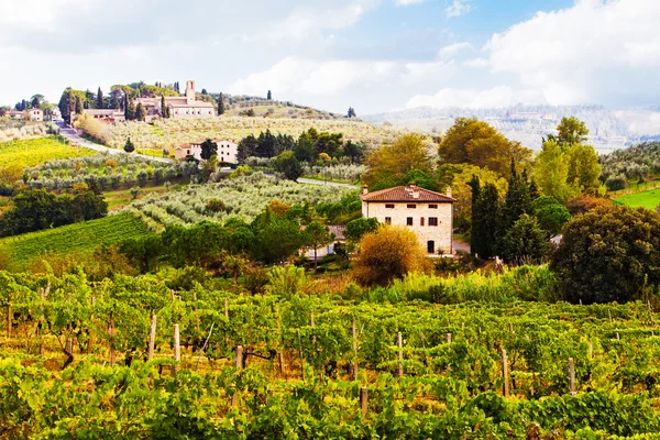 Vinhedos no Campo da Toscana Italia — Fotografia de Stock