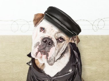 Komik bekçi köpeği güvenli bahçesinde