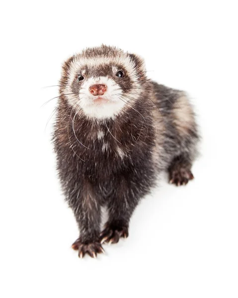 Cute Ferret Walking and Looking Forward — Stock Photo, Image