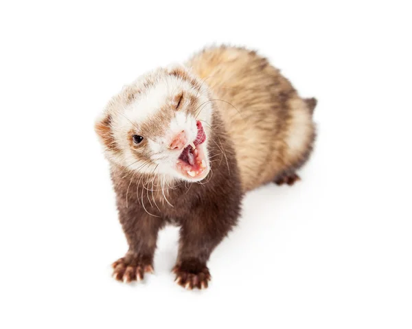 Funny Hungry Pet Ferret — Stock Photo, Image