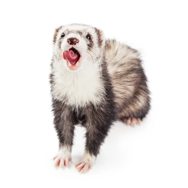 Funny Ferret Open Mouth Tongue Out — Stock Photo, Image