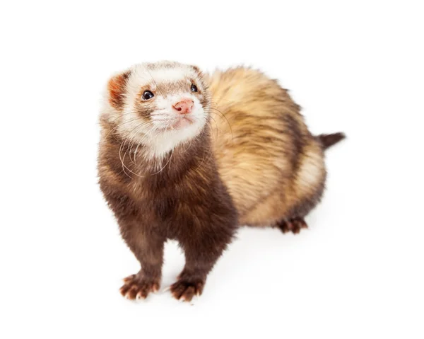 Cute little pet ferret — Stock Photo, Image
