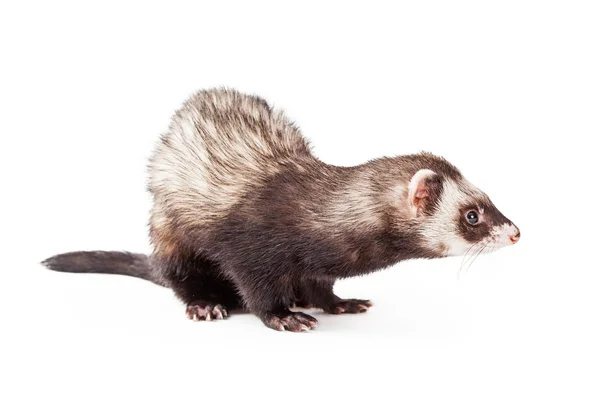 Ferret Side View — Stock Photo, Image