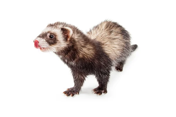 Hungry Pet Ferret Walking Forward — Stock Photo, Image