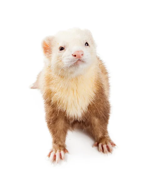 Light Color Ferret Looking Up — Stock Photo, Image