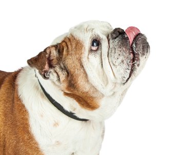 Closeup Bulldog arıyorum