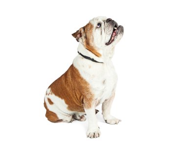 Özenli oturma köpek