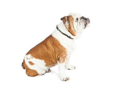 Şirin oturma Bulldog