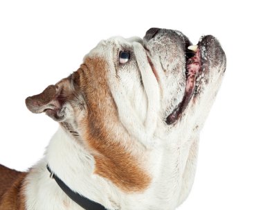 Özenli İngilizce Bulldog