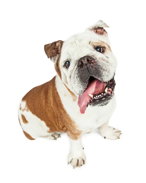 Leuke en grappige rasechte Bulldog — Stockfoto