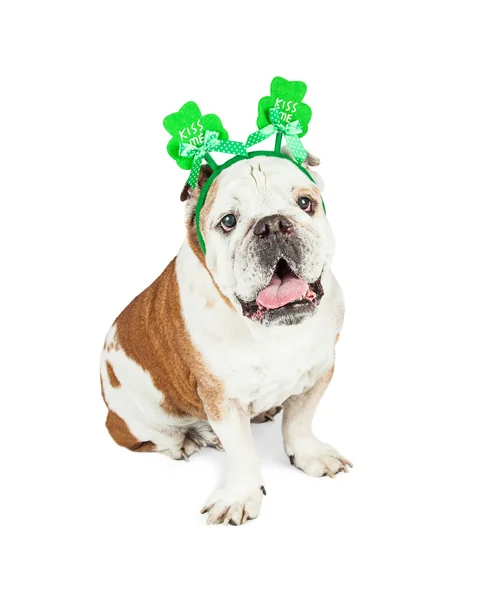 Funny  Bulldog  on white — Stock Photo, Image