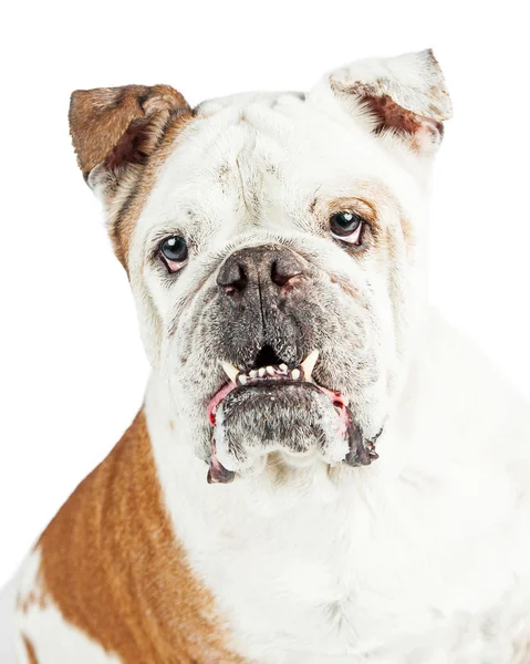 Underbite ile güzel Bulldog — Stok fotoğraf