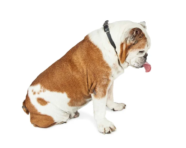 Vergadering grappige Bulldog — Stockfoto