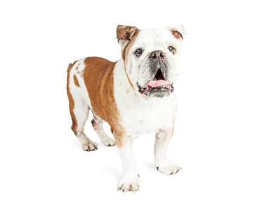 Mutlu Bulldog ayakta