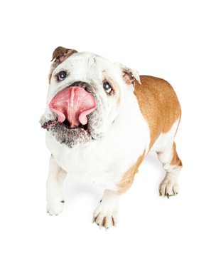 Oynak ve aktif köpek