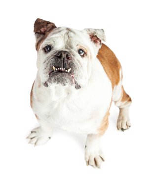 Özenli Bulldog havai görünümü