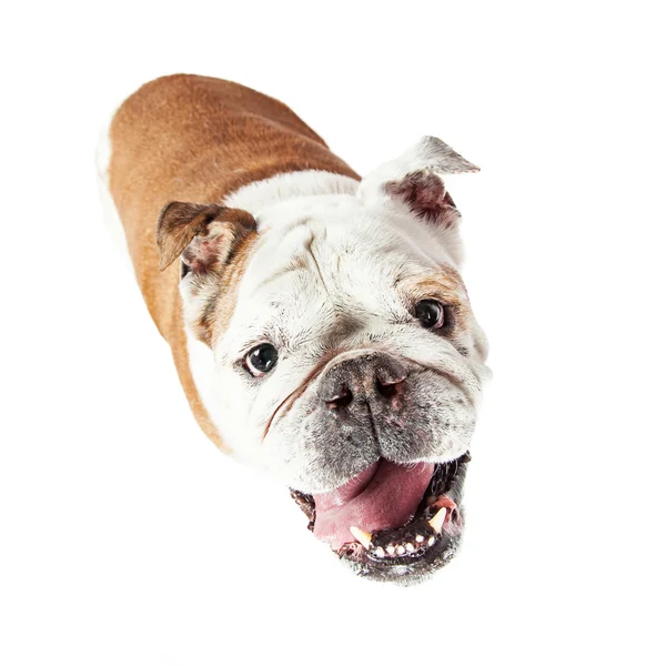 Komik mutlu özenli Bulldog — Stok fotoğraf