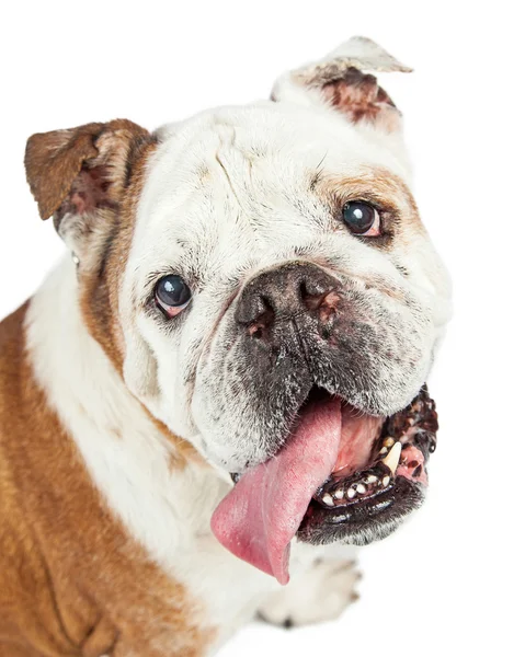 Portrét čistokrevná Bulldog — Stock fotografie