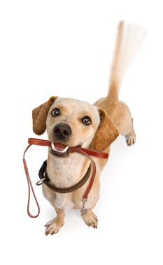 Yürüyüş için köpek