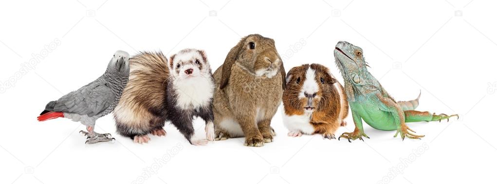 Group of Small Domestic Pets