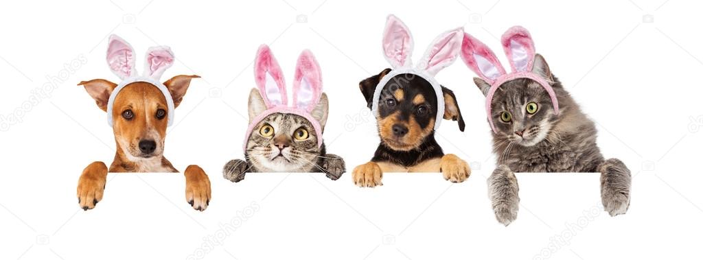 Easter Dogs and Cats Hanging Over White Banner