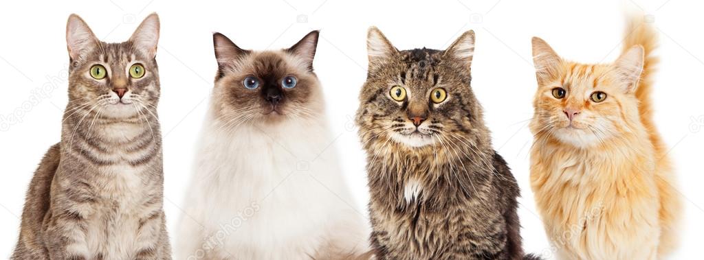 depositphotos_103914392-stock-photo-four-happy-cats.jpg