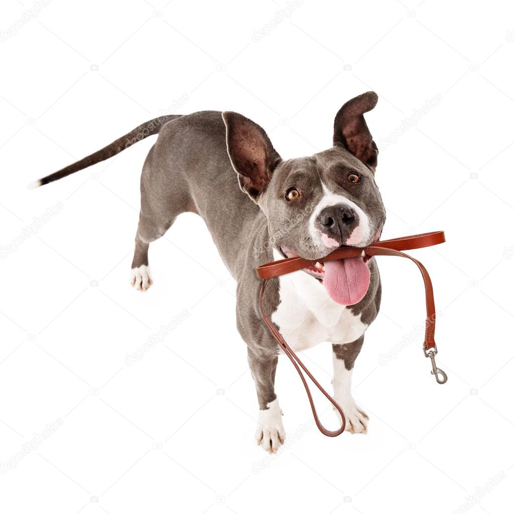 Excited Dog With Leash