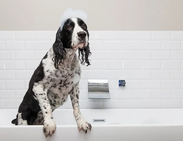 Funny Springer Spaniel Dog in bathtub — Stock Photo, Image