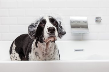 Küvet içinde komik Spaniel köpek