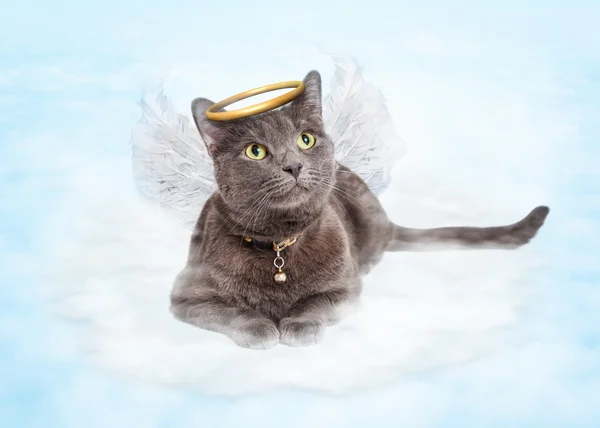 Kat engel op wolken — Stockfoto