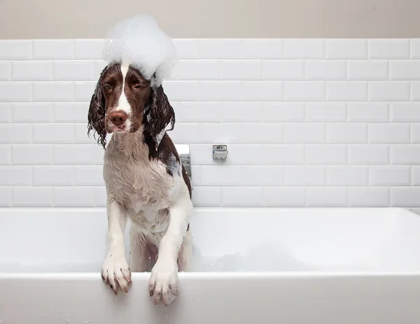 Lustiger nasser Hund in der Badewanne — Stockfoto