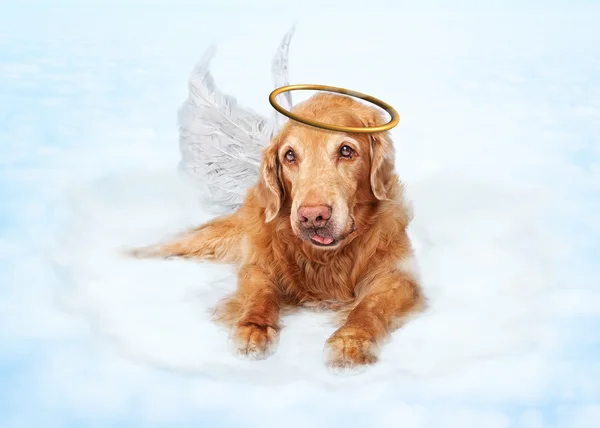 Velho cão anjo no céu — Fotografia de Stock