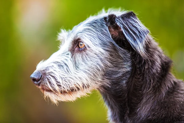 Terrier Crossbreed cane all'aperto — Foto Stock
