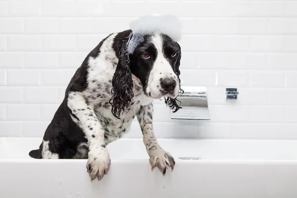 Unglücklicher Spaniel-Hund in Badewanne — Stockfoto