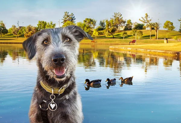 Счастливая собака в парке — стоковое фото