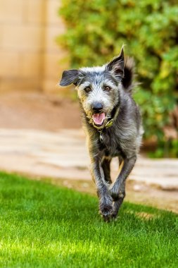 Mutlu köpek arka bahçesinde çalışan