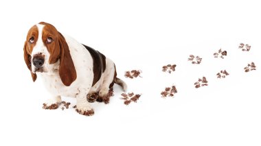  Çamurlu pençeleri ile köpek