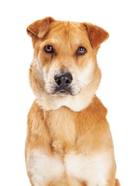 Güzel büyük köpek