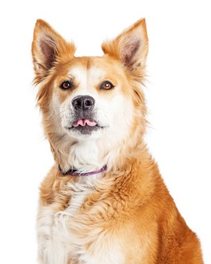 Büyük köpek portre