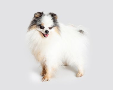 Kabarık Pomeranya köpeği