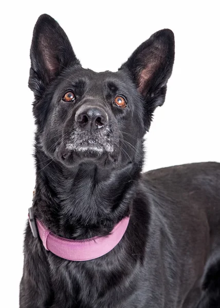 Cão pastor preto — Fotografia de Stock